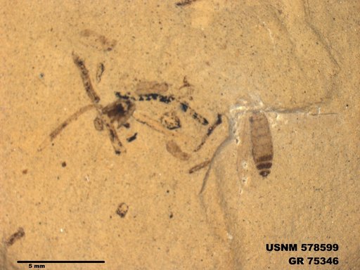 Insecta