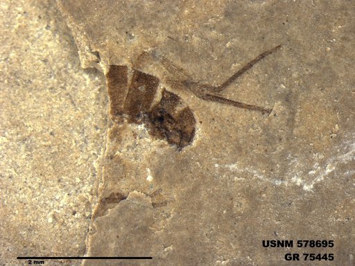 Insecta
