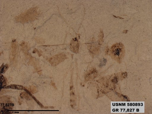 Ichneumonidae