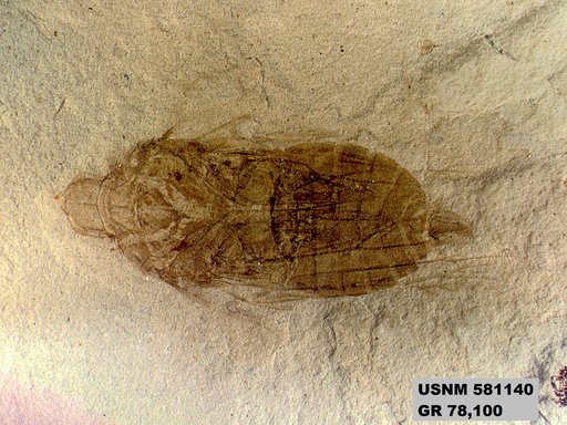 Genus sp