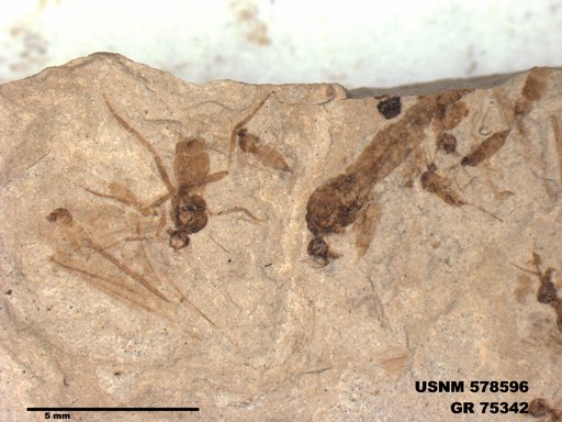 Genus sp