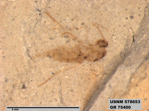 Insecta