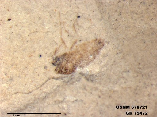 Insecta