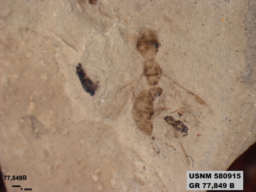 Genus sp