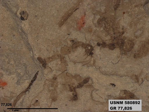Ichneumonidae