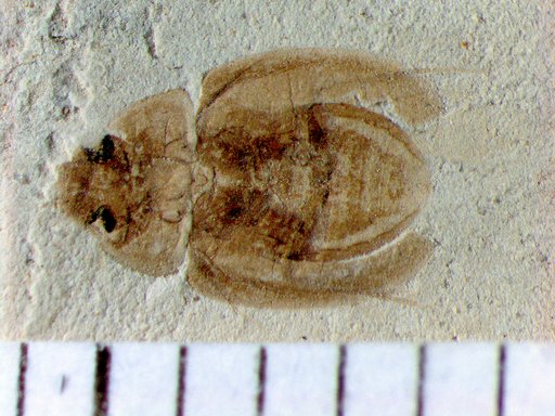 Insecta