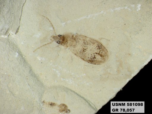 Insecta