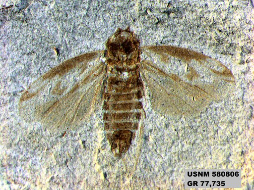 Genus sp