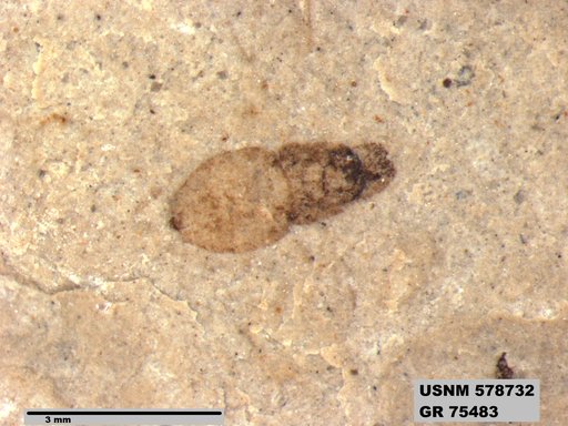 Insecta