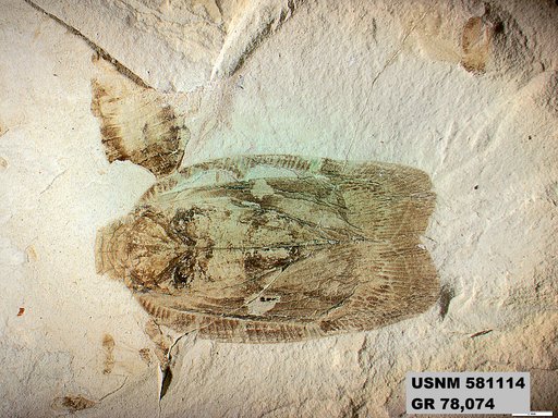 Genus sp