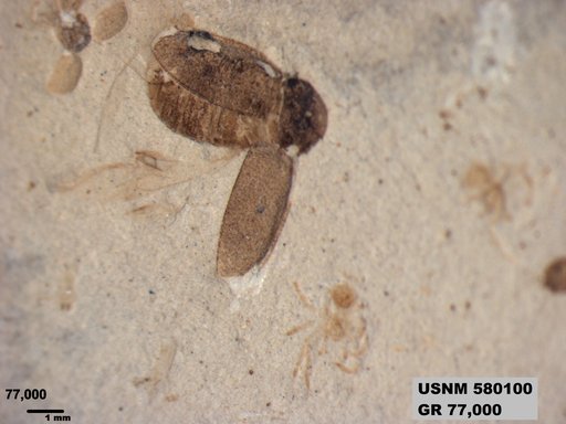 Genus sp