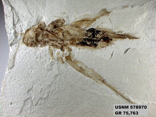 Genus sp