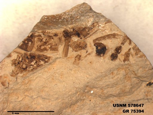 Insecta