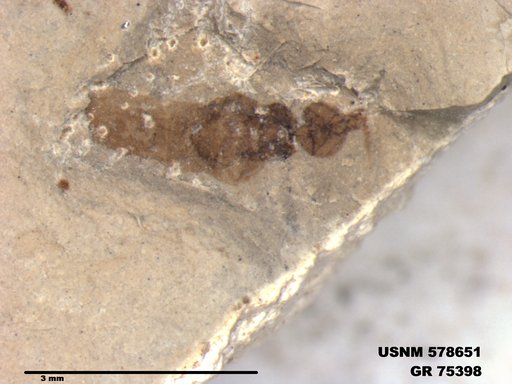 Insecta