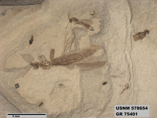 Genus sp
