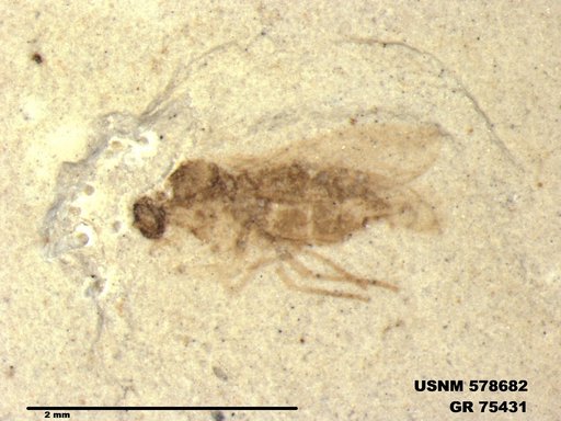 Insecta