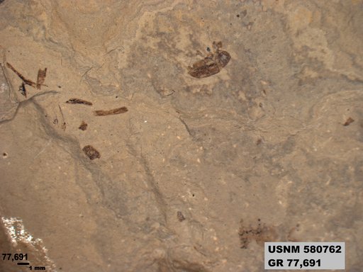 Genus sp