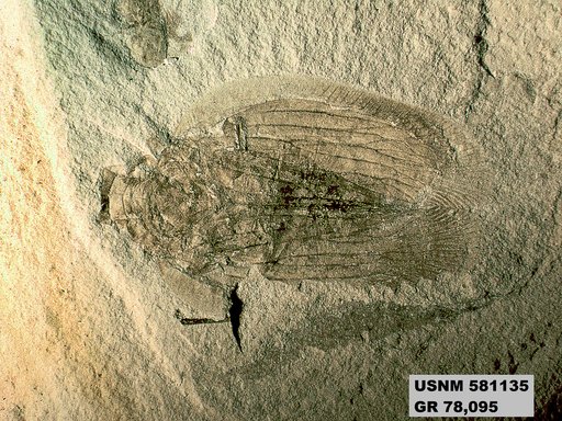 Genus sp