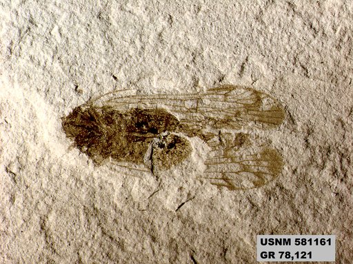 Genus sp