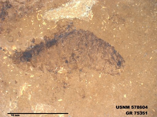 Insecta