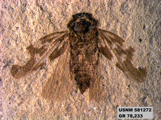 Genus sp
