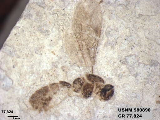 Ichneumonidae