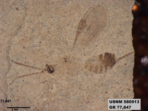Genus sp