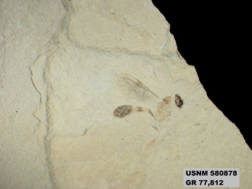 Genus sp