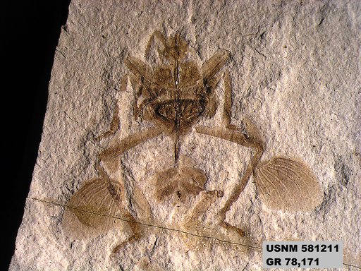 Genus sp
