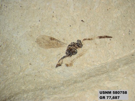 Ichneumonidae