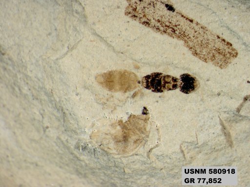 Genus sp