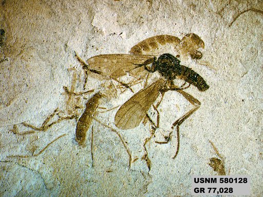 Insecta