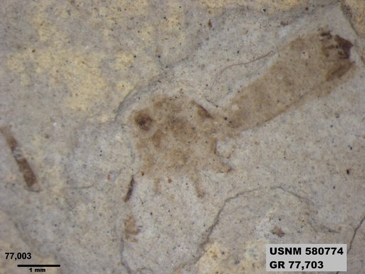 Genus sp