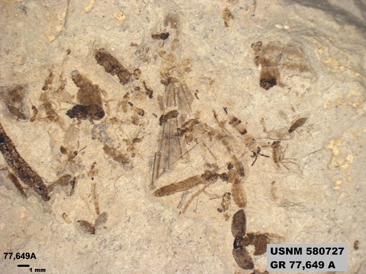 Genus sp