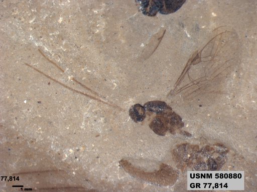 Ichneumonidae