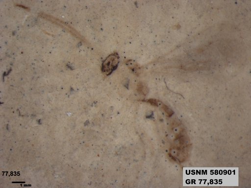 Genus sp