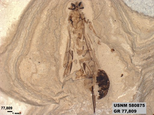 Ichneumonidae