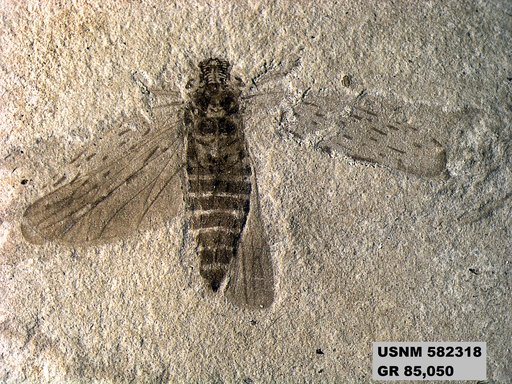 Genus sp