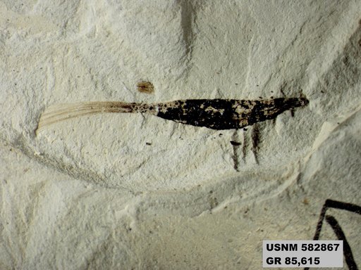 Genus sp