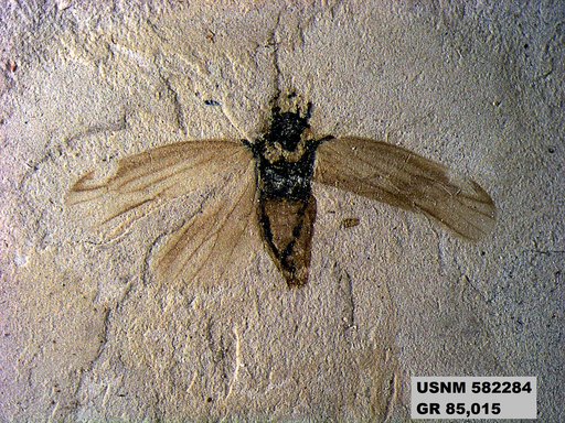 Genus sp