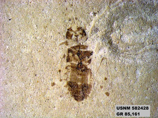 Genus sp