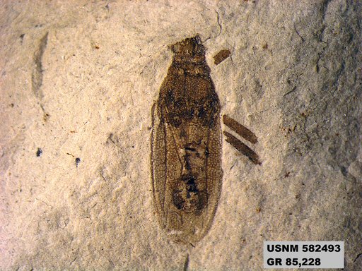 Genus sp