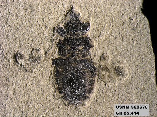 Genus sp