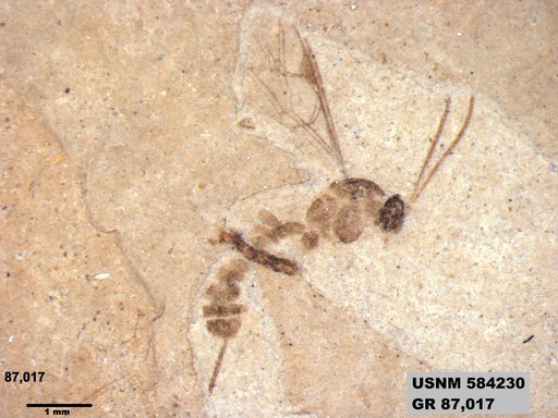Insecta