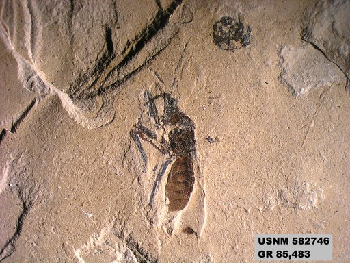 Genus sp