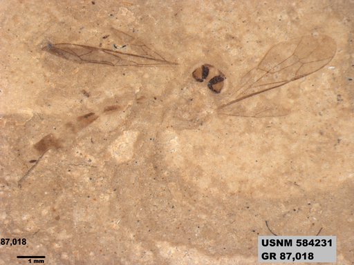 Genus sp