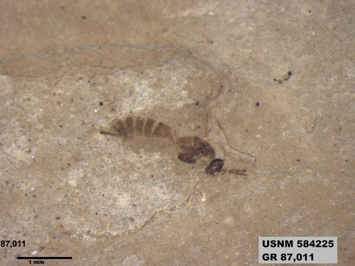 Insecta