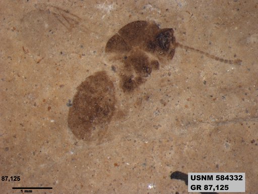 Genus sp