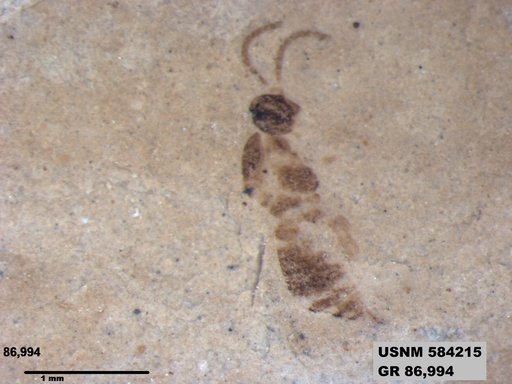 Insecta