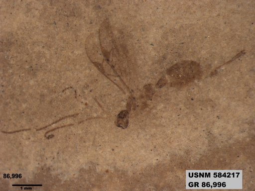 Insecta